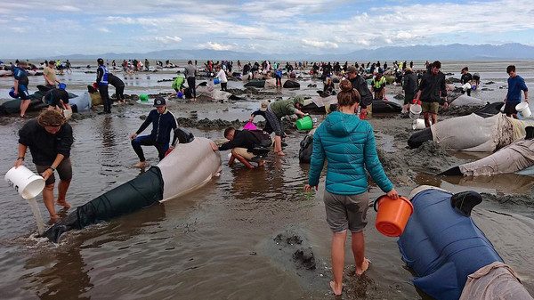 بالصور.. انتحار مئات الحيتان على شواطئ نيوزيلندا