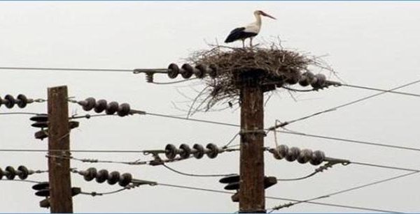 طائر “اللقلق” هو من تسبب في قطع الكهرباء عن 6 آلاف زبون بباتنة !