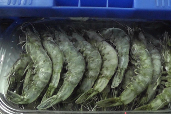 مزرعة الكثبان تجربة رائدة في إنتاج الأسماك بورقلة