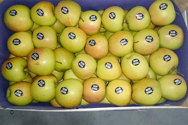 استيراد التفاح بربع أورو وبيعه للجزائريين بـ 500 دينار !