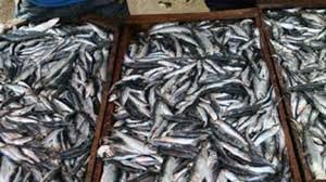 الحكومة تدرس مشروع قانون لضبط  أسعار السمك
