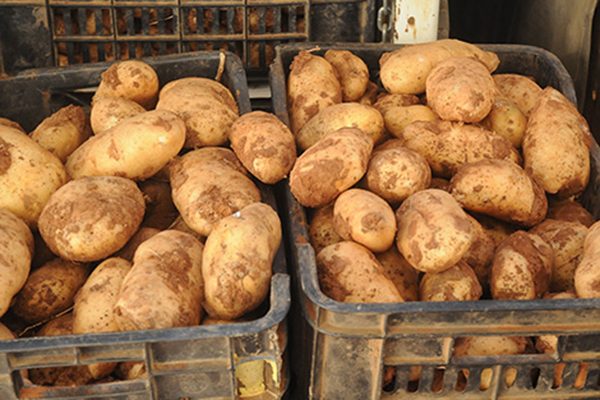 توقيف مضارب يخفي 21 ألف طن من البطاطا بعين الدفلى