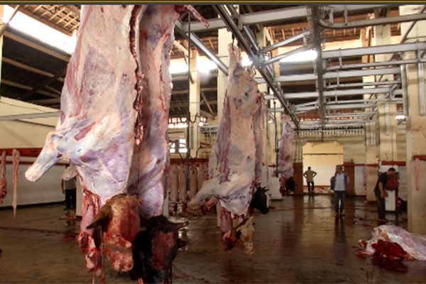 الجزائر توقف استيراد اللحوم من البرازيل مؤقتا