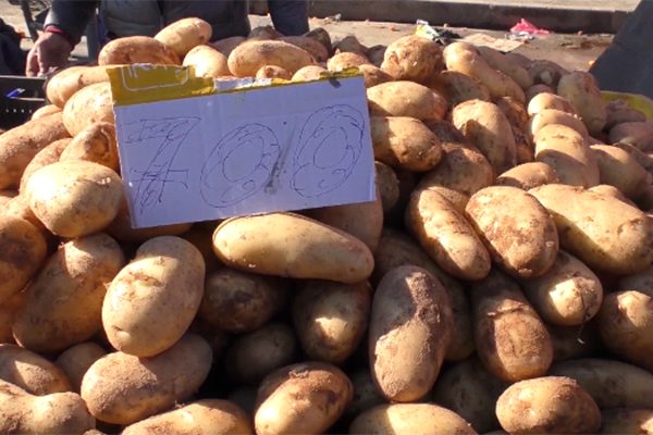 سكيكدة: حملة مداهمات لمستودعات تخزين البطاطا قصد كسر الاحتكار والمضاربة