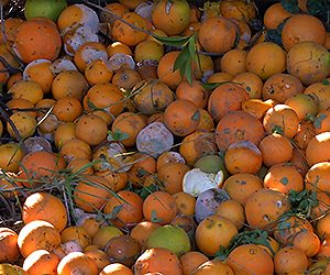 40 بالمائة من محصول البرتقال يتلف بسبب الاضطرابات الجوية