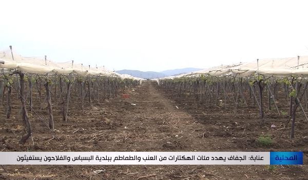 عنابة: الجفاف يهدد مئات الهكتارات من العنب والطماطم ببلدية البسباس والفلاحون يستغيثون