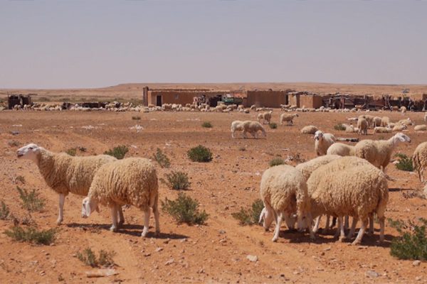 الأغواط: الجفاف و ارتفاع تكلفة الأعلاف يهددان الثروة الحيوانية بحاسي الدلاعة