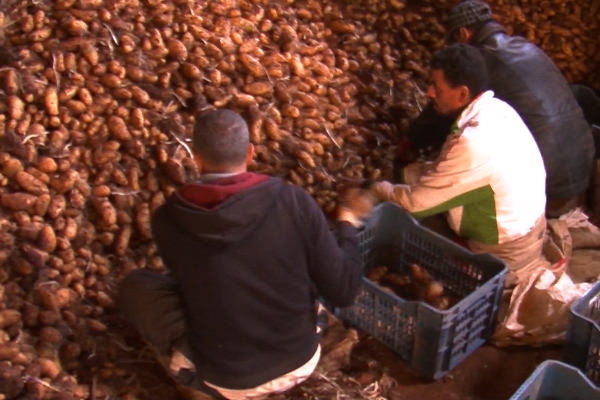معسكر: إخراج 6600 طنا من البطاطا وطرحها في السوق