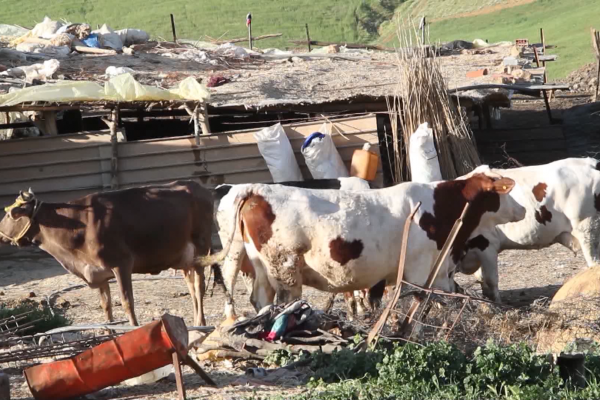 تيسمسيلت: تحفيزات لمربي الأبقار الحلوب للرفع من قدرات الإنتاج