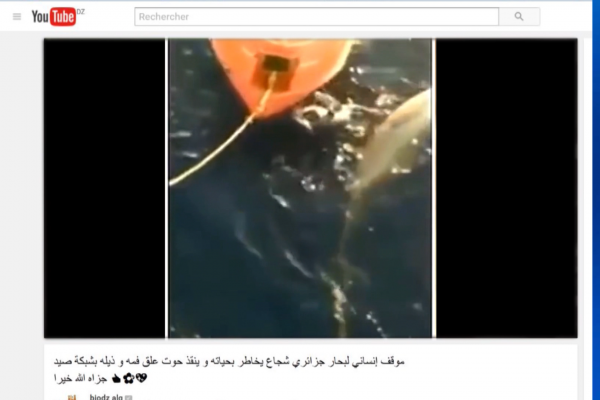 جزائري ينقذ حوتا من شباك صيد ويشعل موقع التواصل الإجتماعي