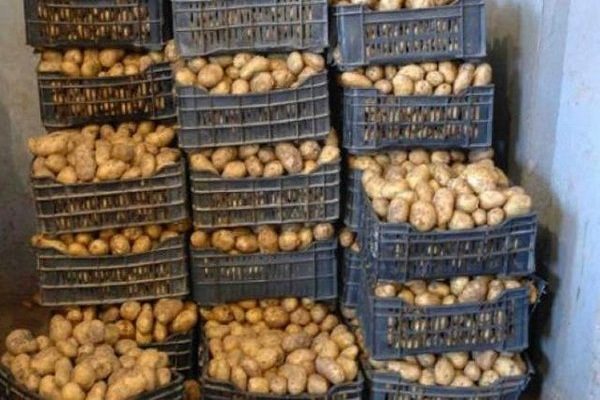 مصالح الرقابة تحجز 234 طنا من مادة البطاطا بولاية بومرداس