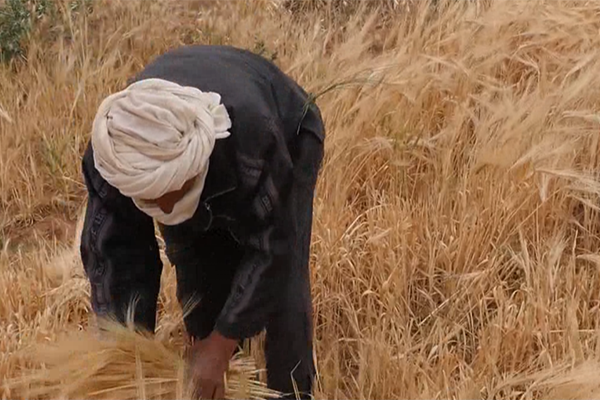 الأغواط: الحصادة بالطرق التقليدية ببلدية سبقاق
