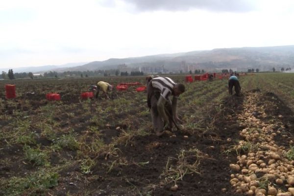 الجزائر تجتاز حاجز 6 مليون طن في انتاج البطاطا عام 2017