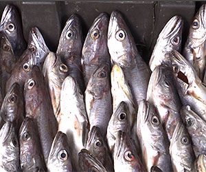 حملة لمقاطعة استهلاك السمك في 15 أفريل القادم