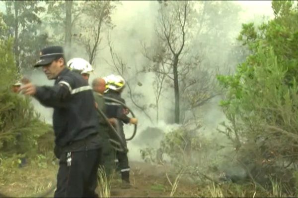 قالمة: النيران تهجّر حيوانات نادرة من محمية بني صالح وتلتهم 5 آلاف هكتار من الغابات