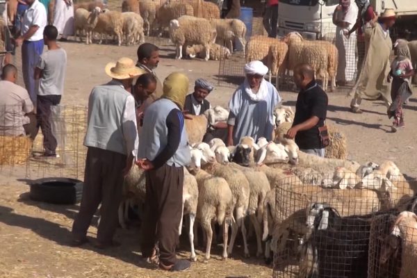 Les prix des moutons connaissent une hausse à Ghardaïa
