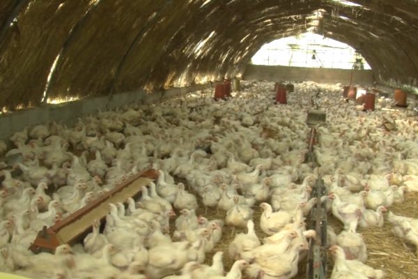 ارتفاع أسعار اللحوم البيضاء بسكيكدة والسبب الحرائق ونفوق الدجاج