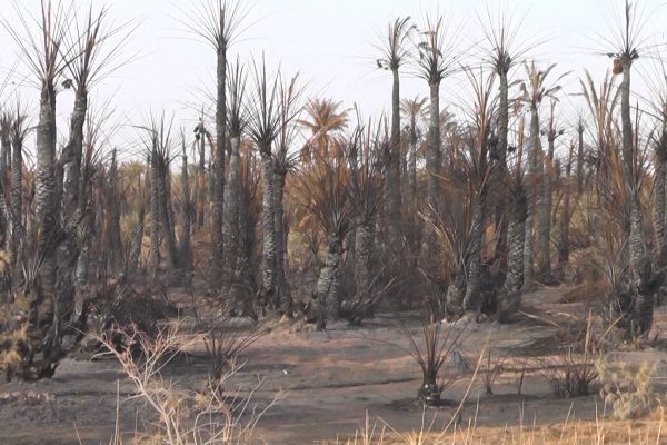 تمنراست: ضحايا حريق أشجار النخيل بعين صالح ينددون بصمت السلطات