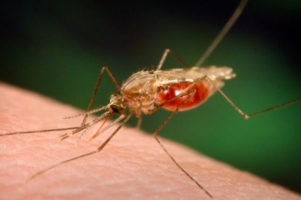 وفاة شاب بداء الملاريا بباتنة