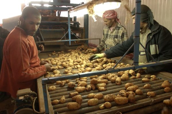 البطاطا تؤرق الحكومة قرارات إرتجالية لمواجهة مشاكل ظرفية