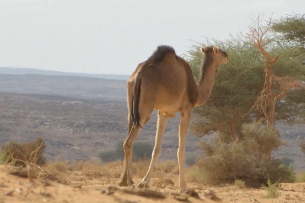 الصحراء… باطنها رزق و ظاهرها سحر وجمال