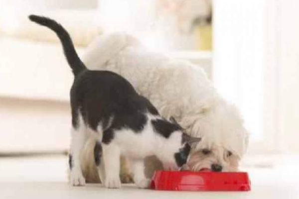 صباح الشروق: أنواع الغذاء التي تليق بالقطط والكلاب