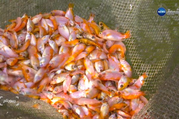 روبورتاج: الإستزراع السمكي