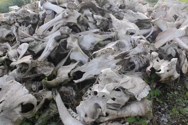 البويرة: كارثة بيئية تهدد سكان الفحام بسبب مقبرة الحيوانات