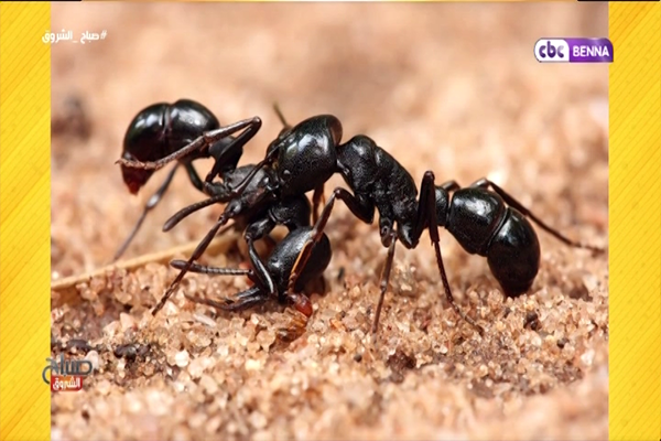 فوائد النمل على الإنسان