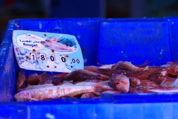 أسعاره بلغت مستويات قياسية.. السمك يغيب عن موائد الجزائريين إلى حين؟