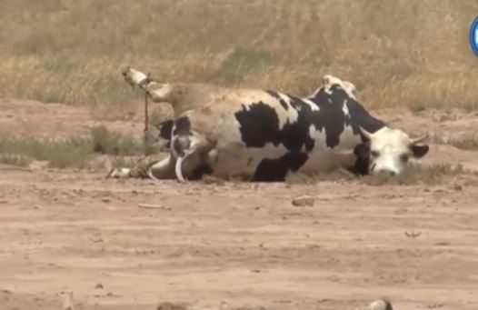 أبقار تونسية تسبّبت في إصابة 700 رأس بالحمّى القلاعية في الجزائر
