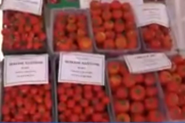 الطارف: طبعة ثالثة لعيد الطماطم والمستثمرات الفلاحية تعاني من احتلال الاسمنت