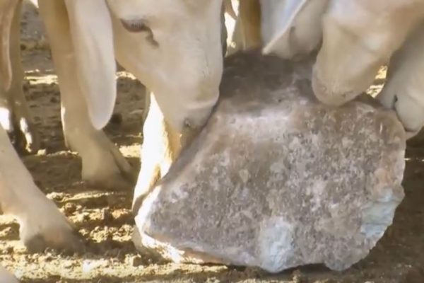 “حجر الملح” لتسمين الماشية بولاية سعيدة