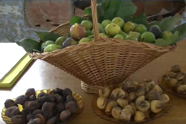 عيد التين في بلدية آيت بووادو… فرصة لردّ الاعتبار لثروة محليّة