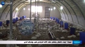 تبسة / وباء غامض يقضي على آلاف الدواجن في بولحاف الدير
