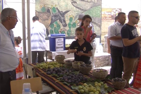 قرية “لمصلى” بإيلولة اومالو بتيزي وزو تحتفي بفاكهة التين في تظاهرة سنوية