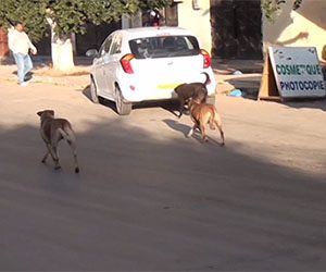 وهران: الكلاب المتشردة تغزو شوارع المدينة