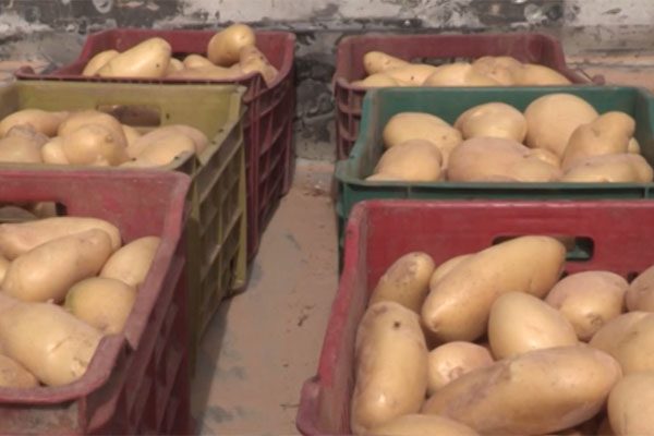 بعد تصديرآلاف الأطنان منها إلى الخارج .. البطاطا “تتحدى” القدرة الشرائية للمواطن !
