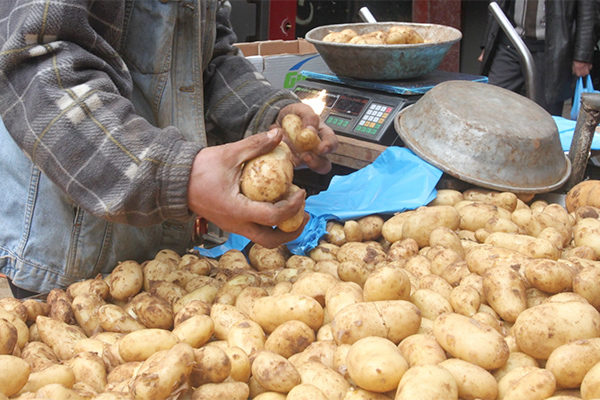 هذه أسباب تذبذب وغلاء أسعار البطاطا في الأسواق الوطنية