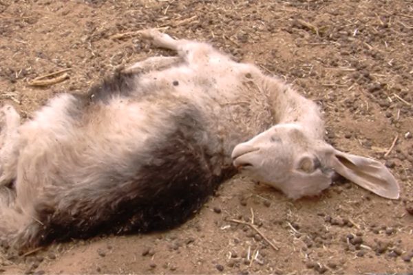 أدرار: كلاب ضالة تفترس 36 رأسا من الماشية بمنطقة واينة