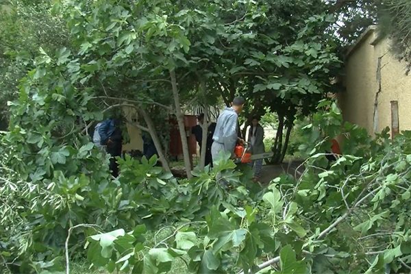 ميلة: مصالح البلدية تقطع اشجار حي بوالوطواطو والسكان يستنكرون العملية