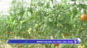 بسكرة: رهانات للقضاء على حفارة الطماطم
