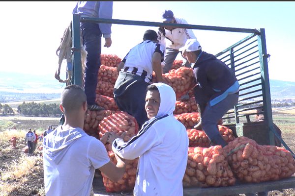 سكيكدة: البطالة تدفع أبناء الحروش للعمل بحقول البطاطا في ظروف مزرية