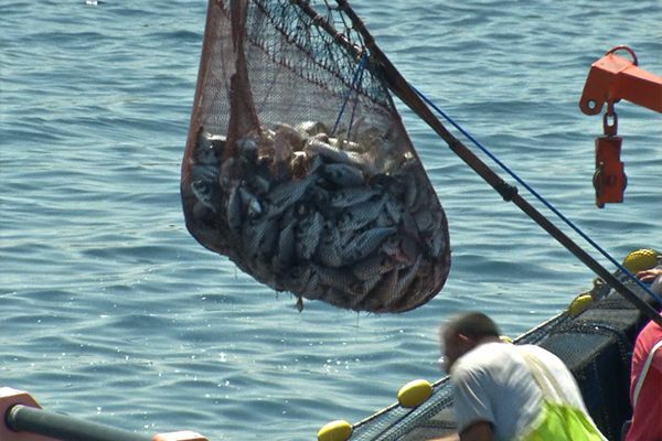 ارتفاع الأسعار .. الصائم الجزائري يحرم من السمك والفواكه