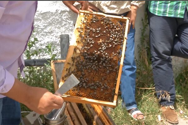 تيزي وزو: يوم دراسي وتطبيقي لفائدة مربي النحل بالناحية الشرقية للولاية