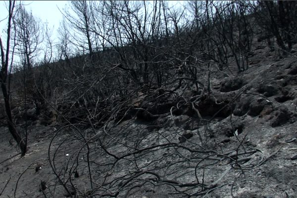بومرداس: لجنة مختصة لإحصاء العائلات المتضرّرة من حريق الثنية