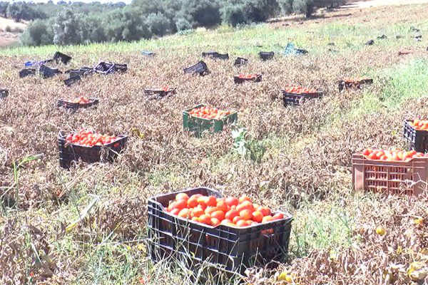 سكيكدة: وحدة جديدة لتعليب الطماطم الصناعية تنهي معاناة الفلاحين