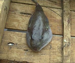 الشلف: ظهور سمكة الأرنب وأنواع أخرى غريبة يقلق الصيادين
