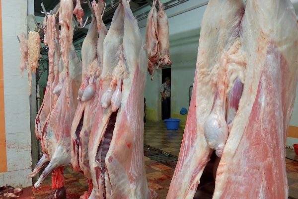 الانتاج المحلي للحوم الحمراء يناهز 500 ألف طن