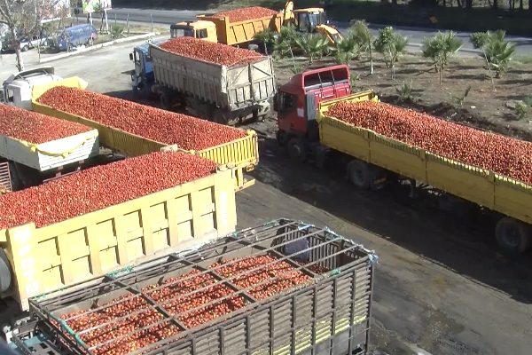 55 طن من الطماطم أتلفت بسبب الإنقطاعات الكهربائية بقالمة